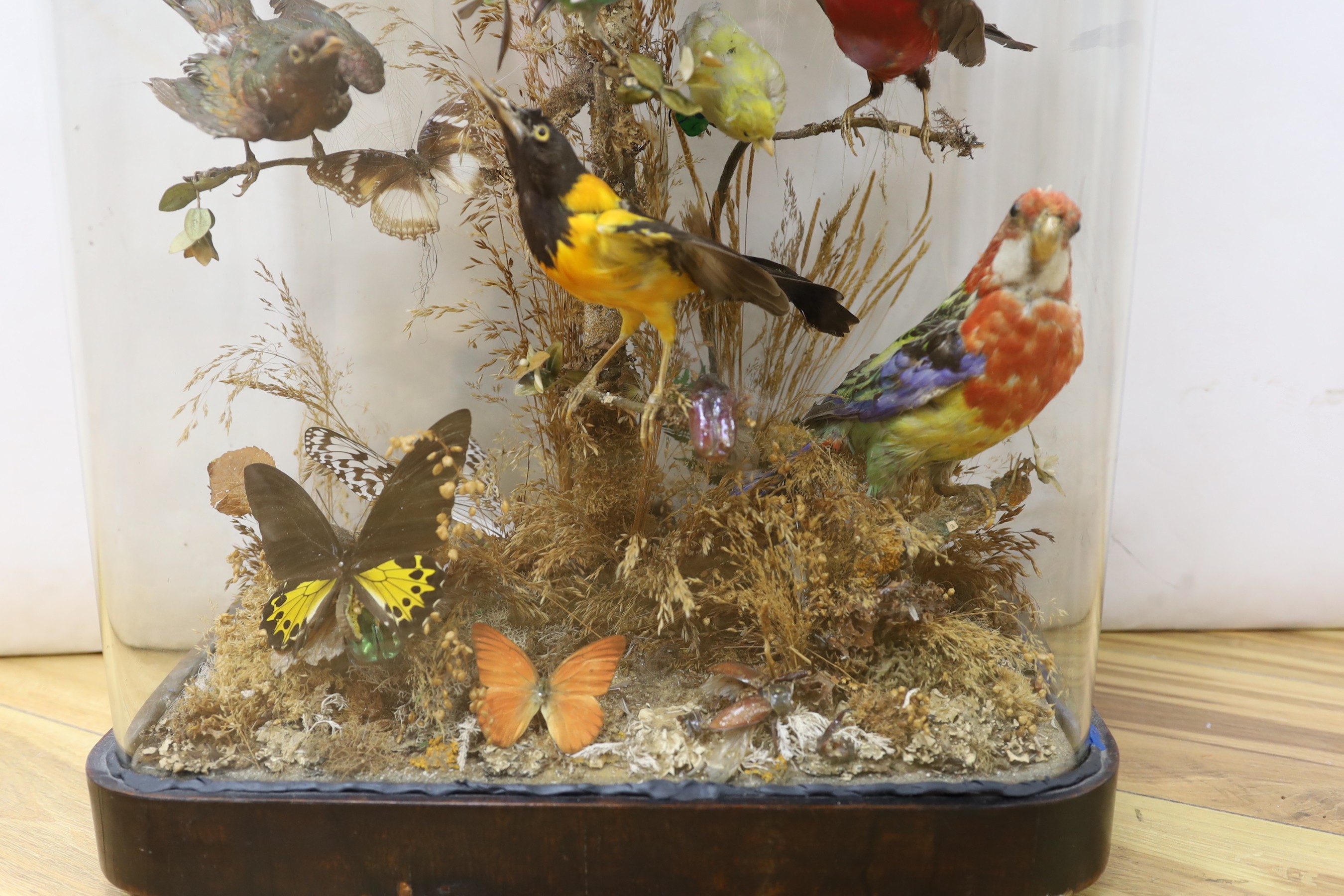 Taxidermy- a late 19th century New Guinea Bird of Paradise and Latin America and Australasian exotic bird group, under a glass dome, 83 cm high